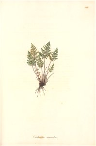 n196_w1150