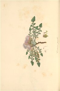 n59_w1150