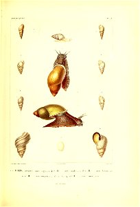 n306_w1150
