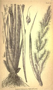 n176_w1150
