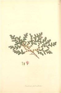 n131_w1150
