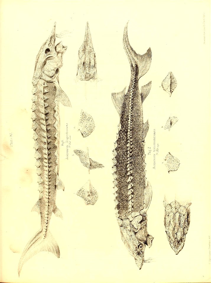n342_w1150