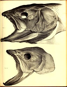 n172_w1150