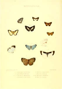 n91_w1150
