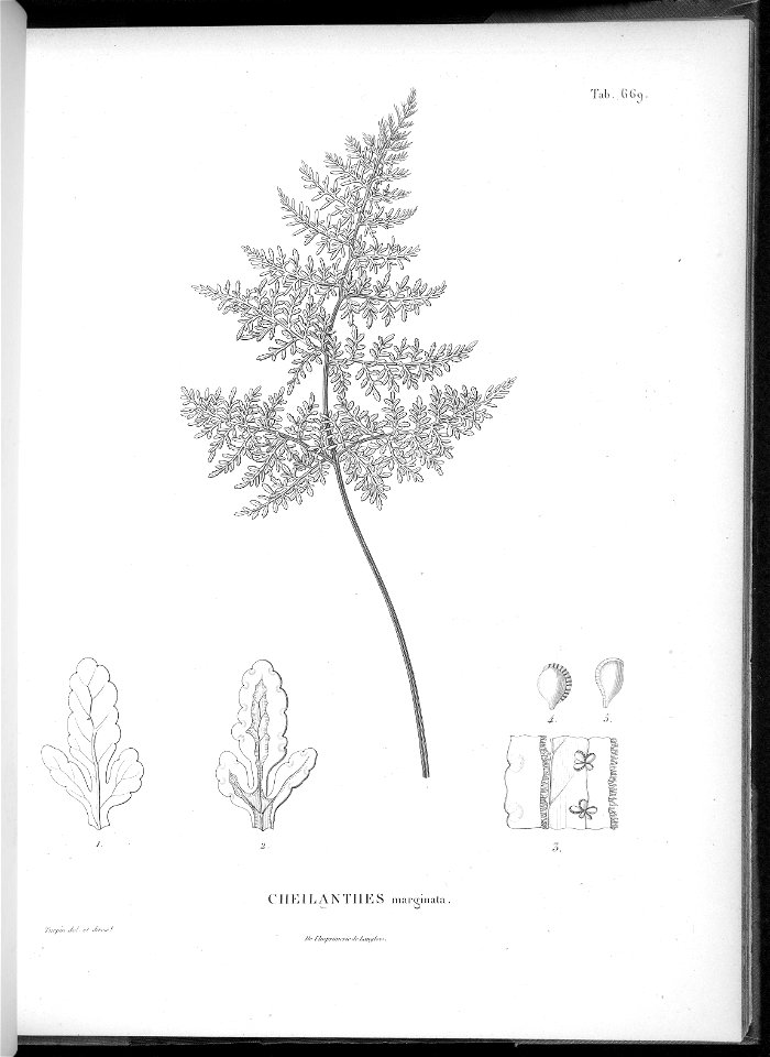 n635_w1150