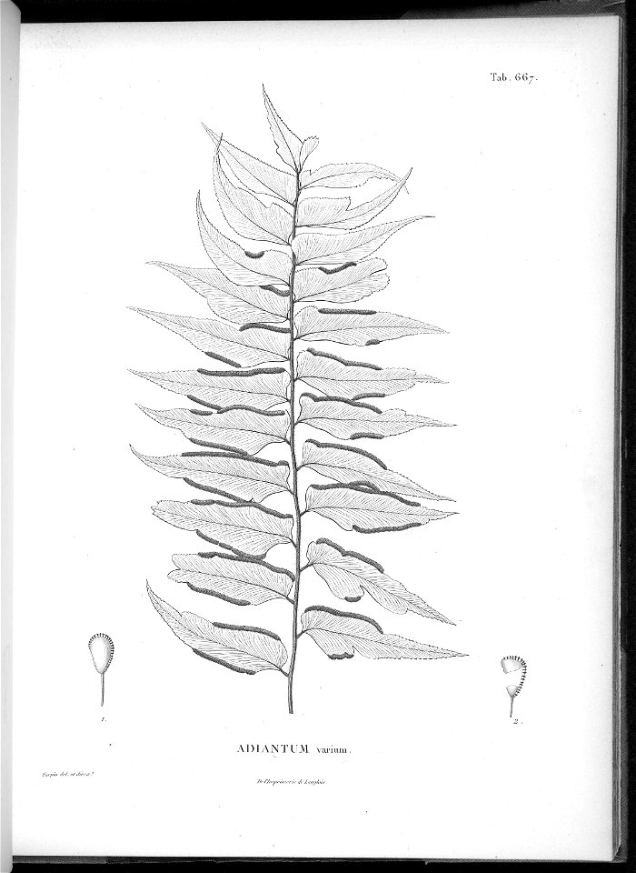 n633_w1150