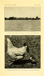 n594_w1150