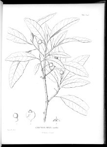 n607_w1150