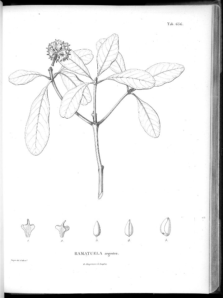 n620_w1150