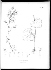 n605_w1150