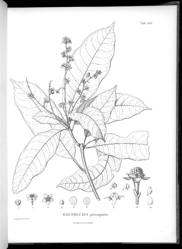 n619_w1150