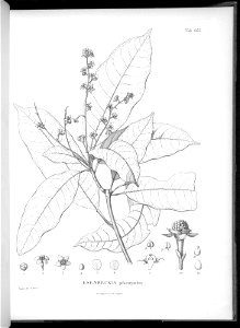 n619_w1150