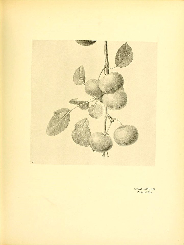 n262_w1150