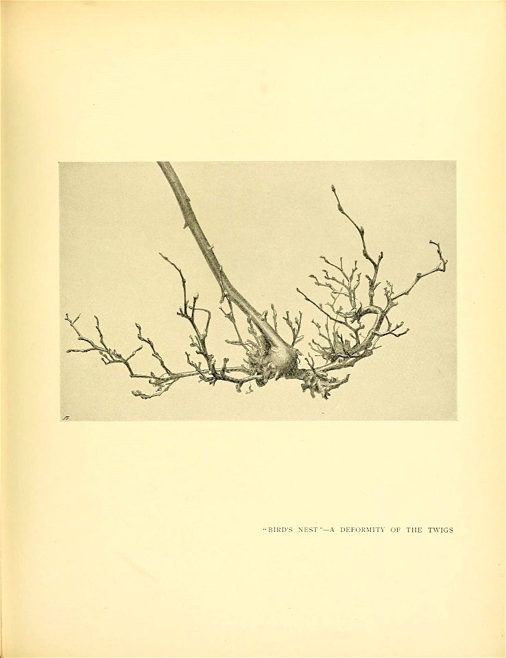 n294_w1150