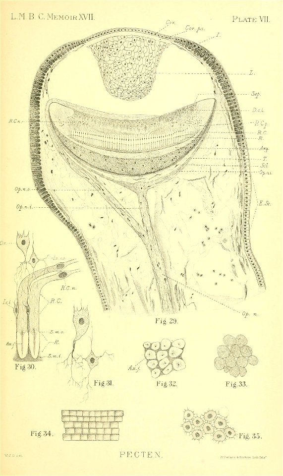 n158_w1150
