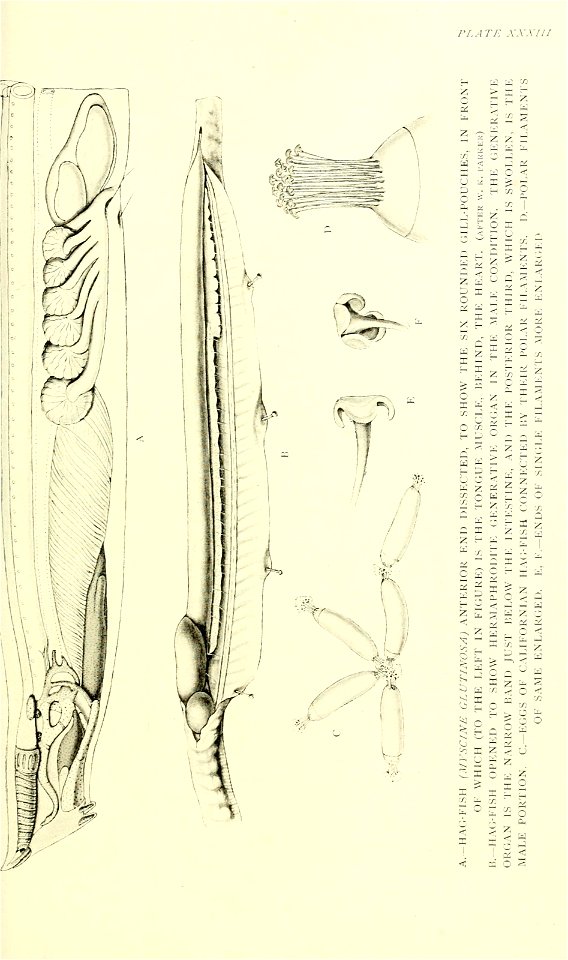 n532_w1150