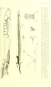 n532_w1150