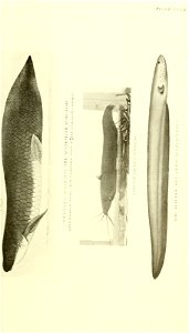 n520_w1150