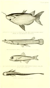 n462_w1150
