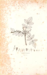 n55_w1150