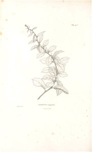 n481_w1150