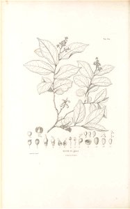 n299_w1150