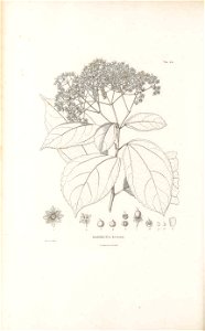 n295_w1150