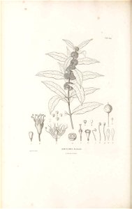 n239_w1150
