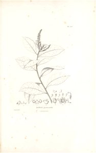 n526_w1150