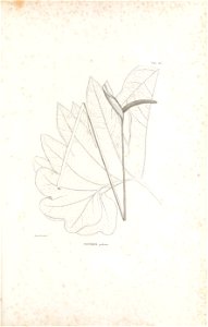 n182_w1150