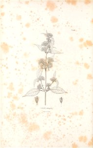 n455_w1150