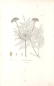 n43_w1150