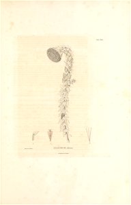 n268_w1150
