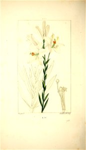n305_w1150