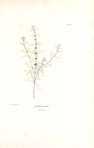 n436_w1150