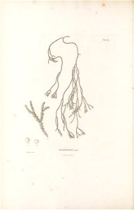 n113_w1150
