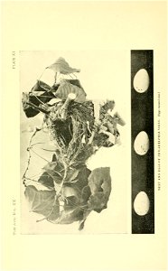 n421_w1150