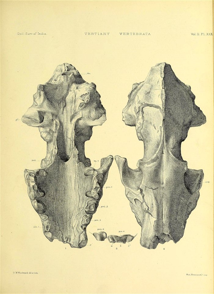 n532_w1150