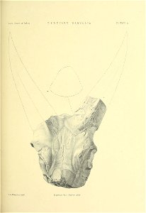 n462_w1150