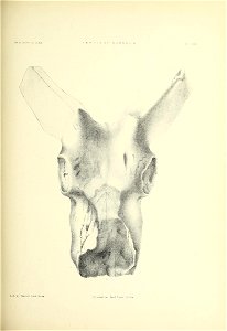 n454_w1150
