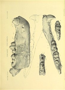 n520_w1150
