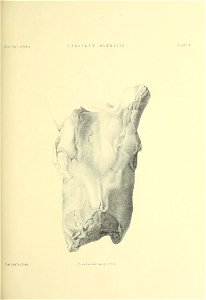 n446_w1150