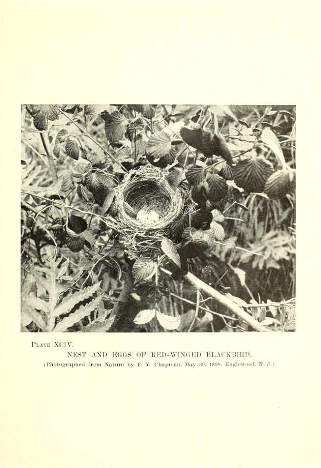 n194_w1150