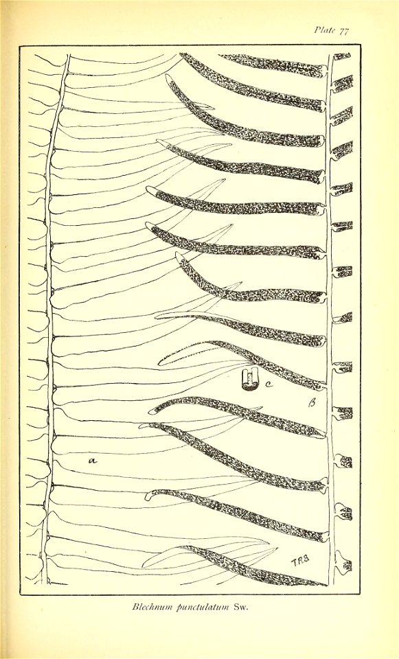n552_w1150