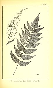 n462_w1150