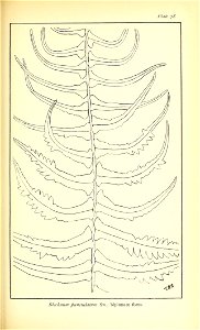 n554_w1150