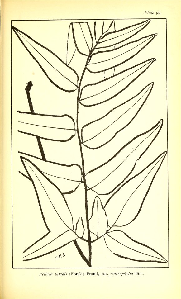 n596_w1150