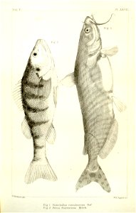 n464_w1150