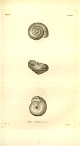 n559_w1150