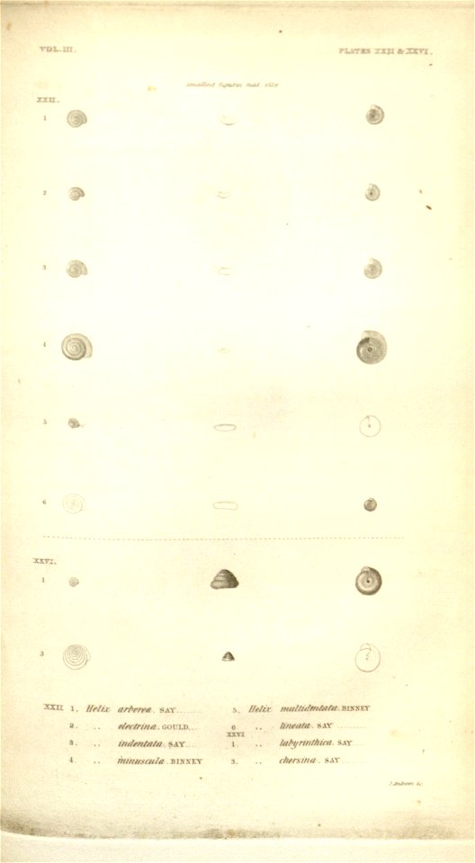 n558_w1150